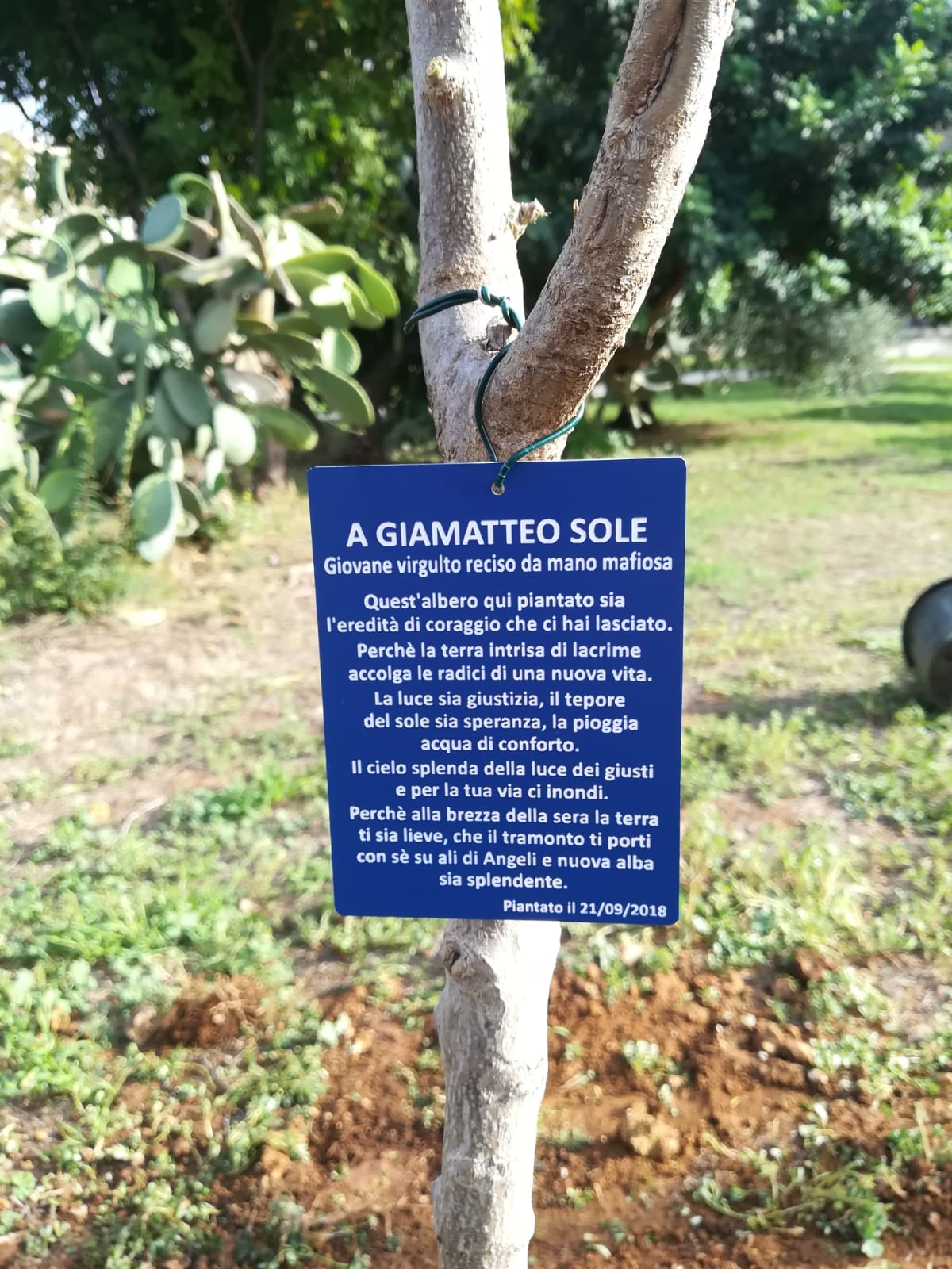 Piantumazione albero per Giammatteo